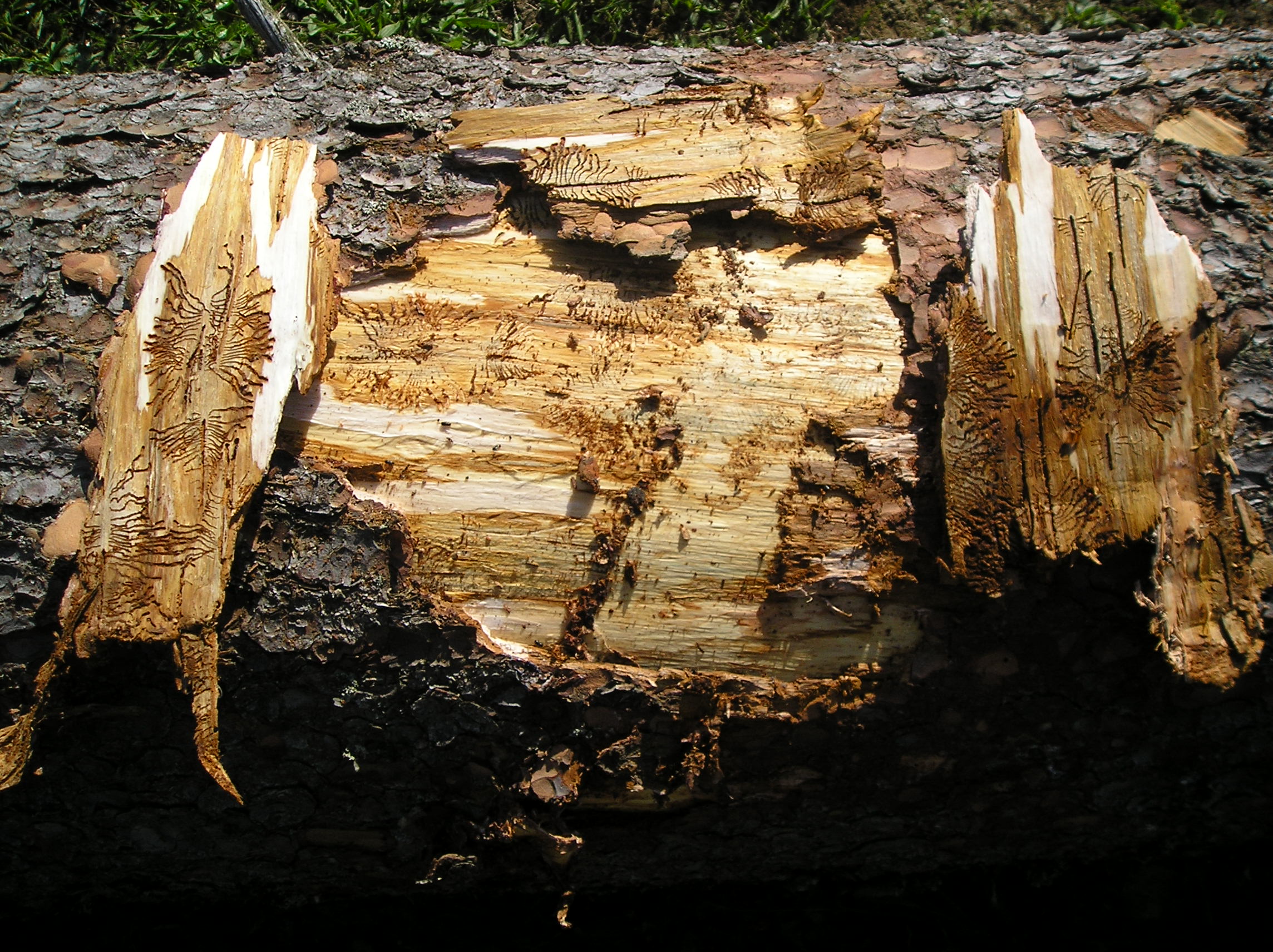 lsr lykozrut | WebJET CMS Drevo napadnuté lykožrútom