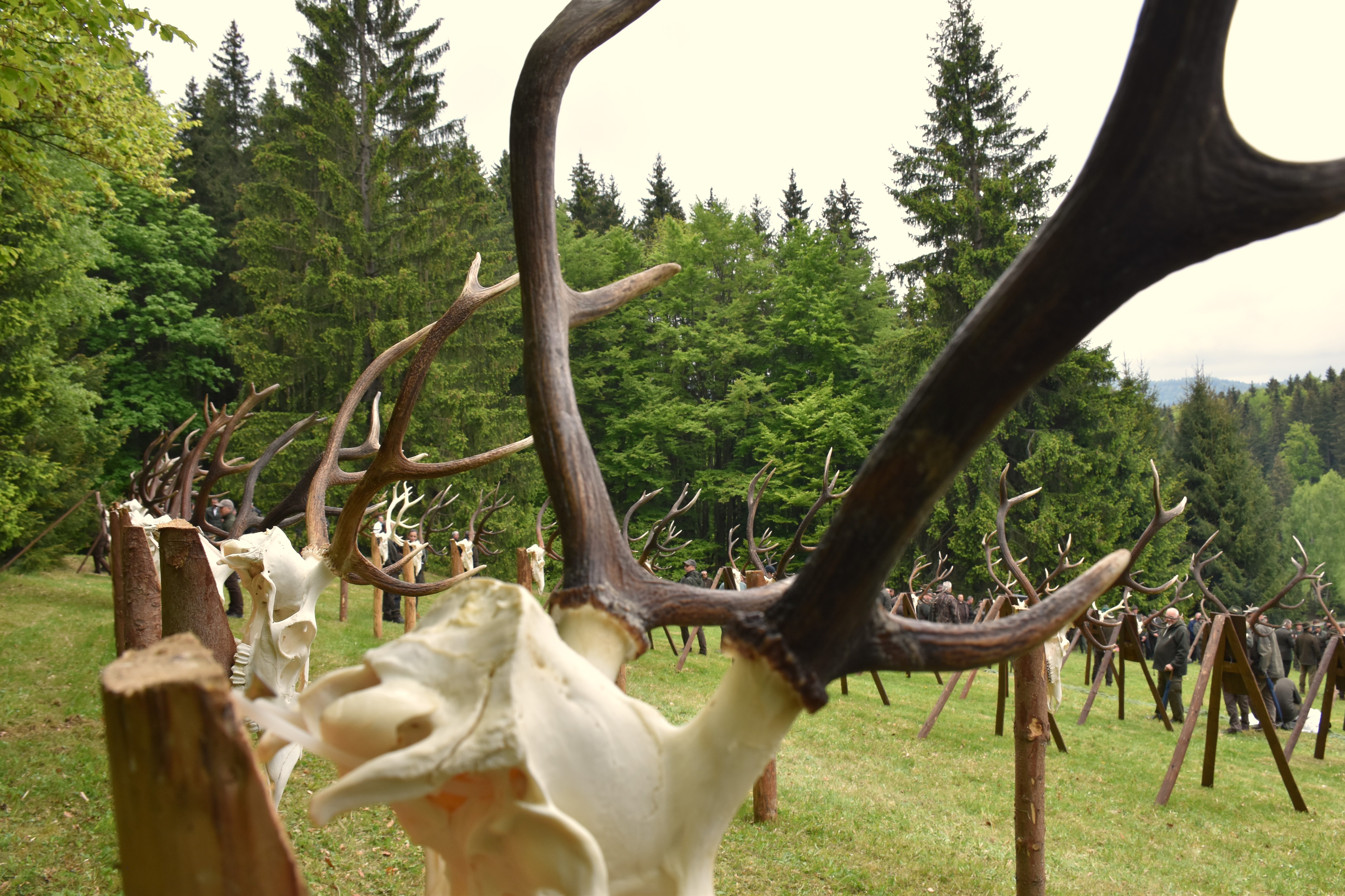 lsrzhody polana 2025 jpg4 | WebJET CMS Výstava zhodov - Zálomská 2025