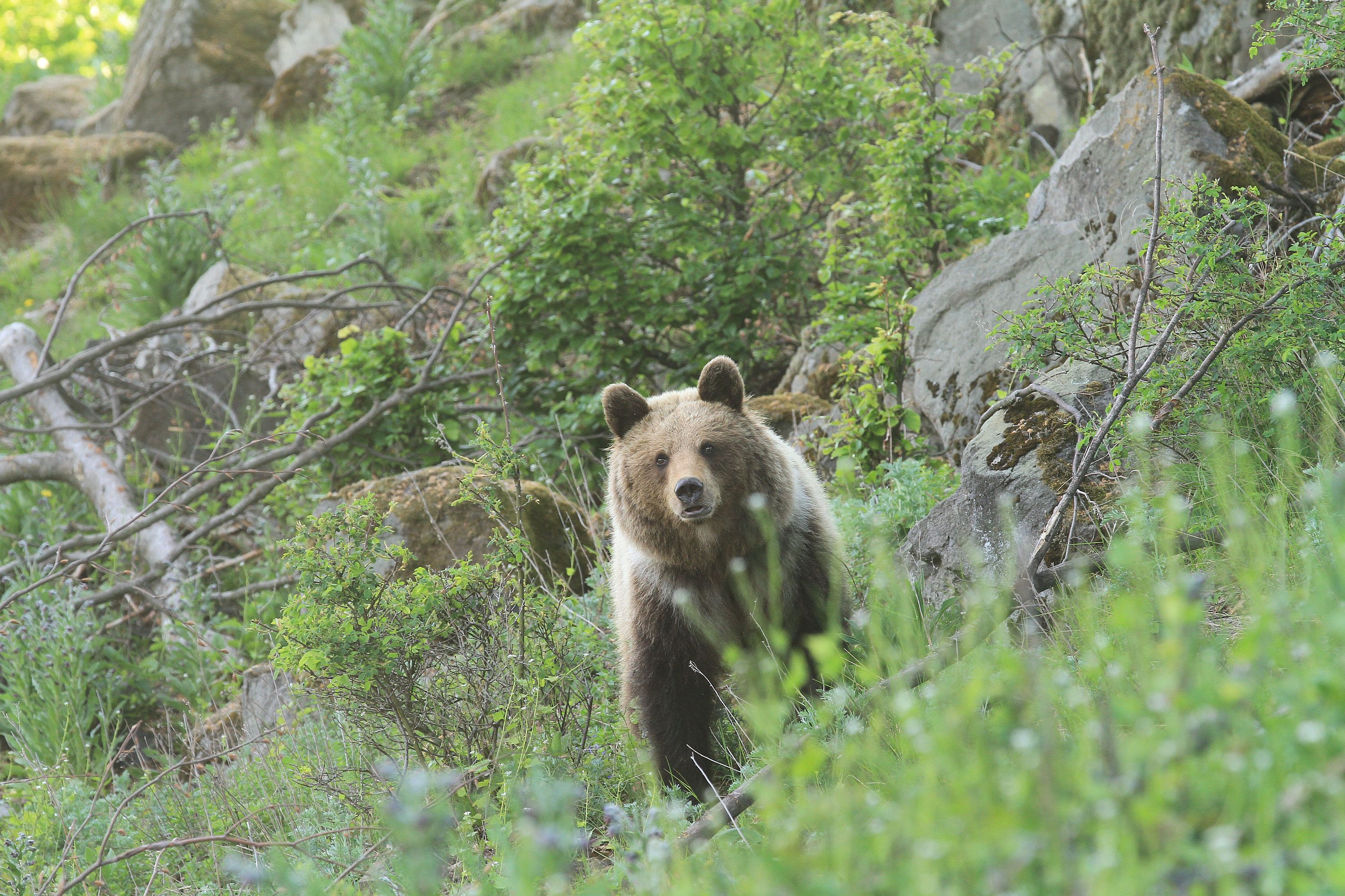 medveď hnedý medveď hnedý