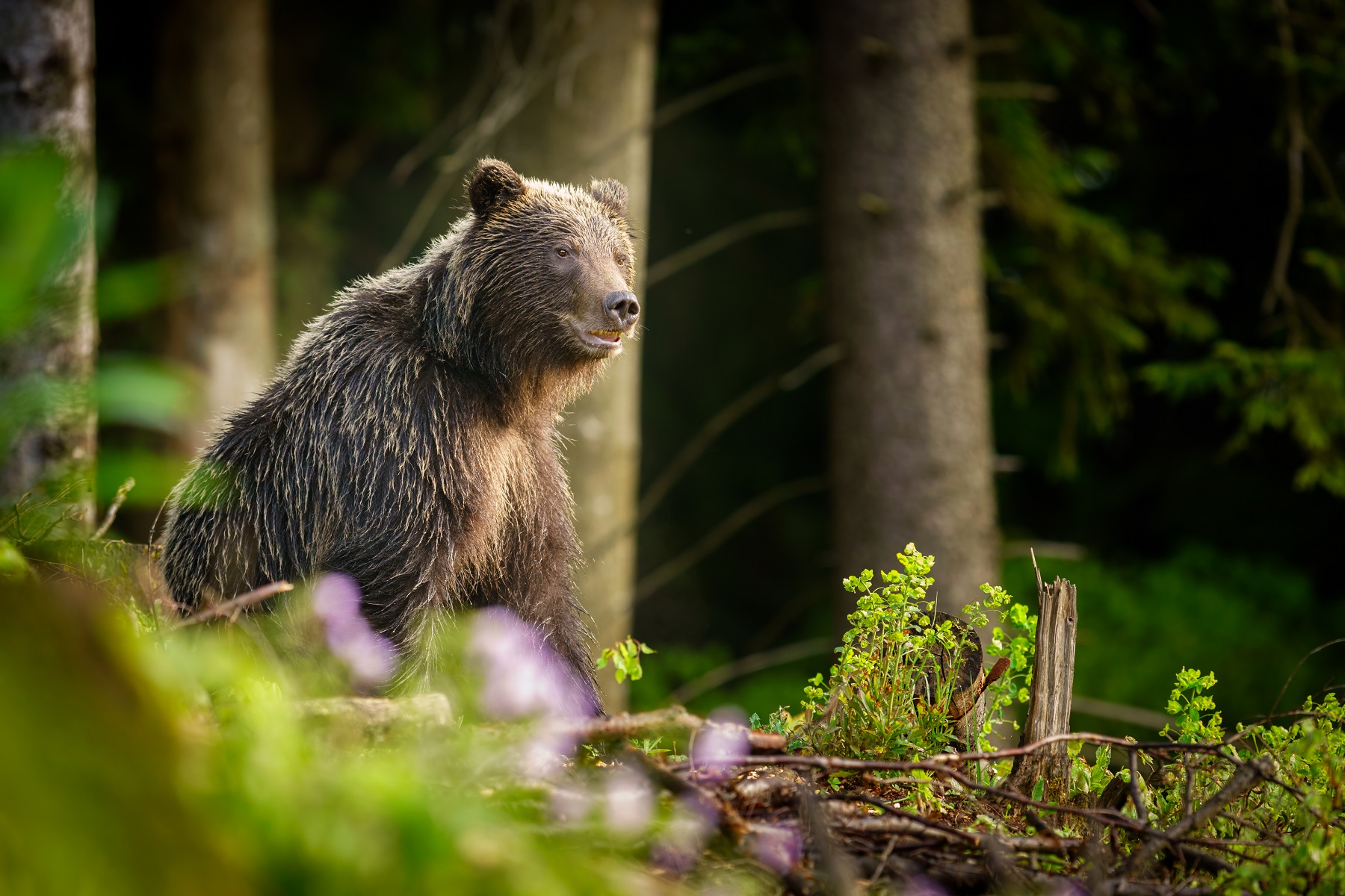 medveď hnedý medveď hnedý