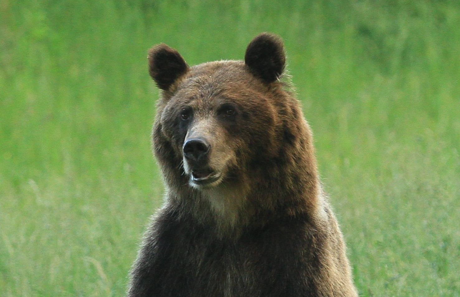 medveď hnedý medveď hnedý