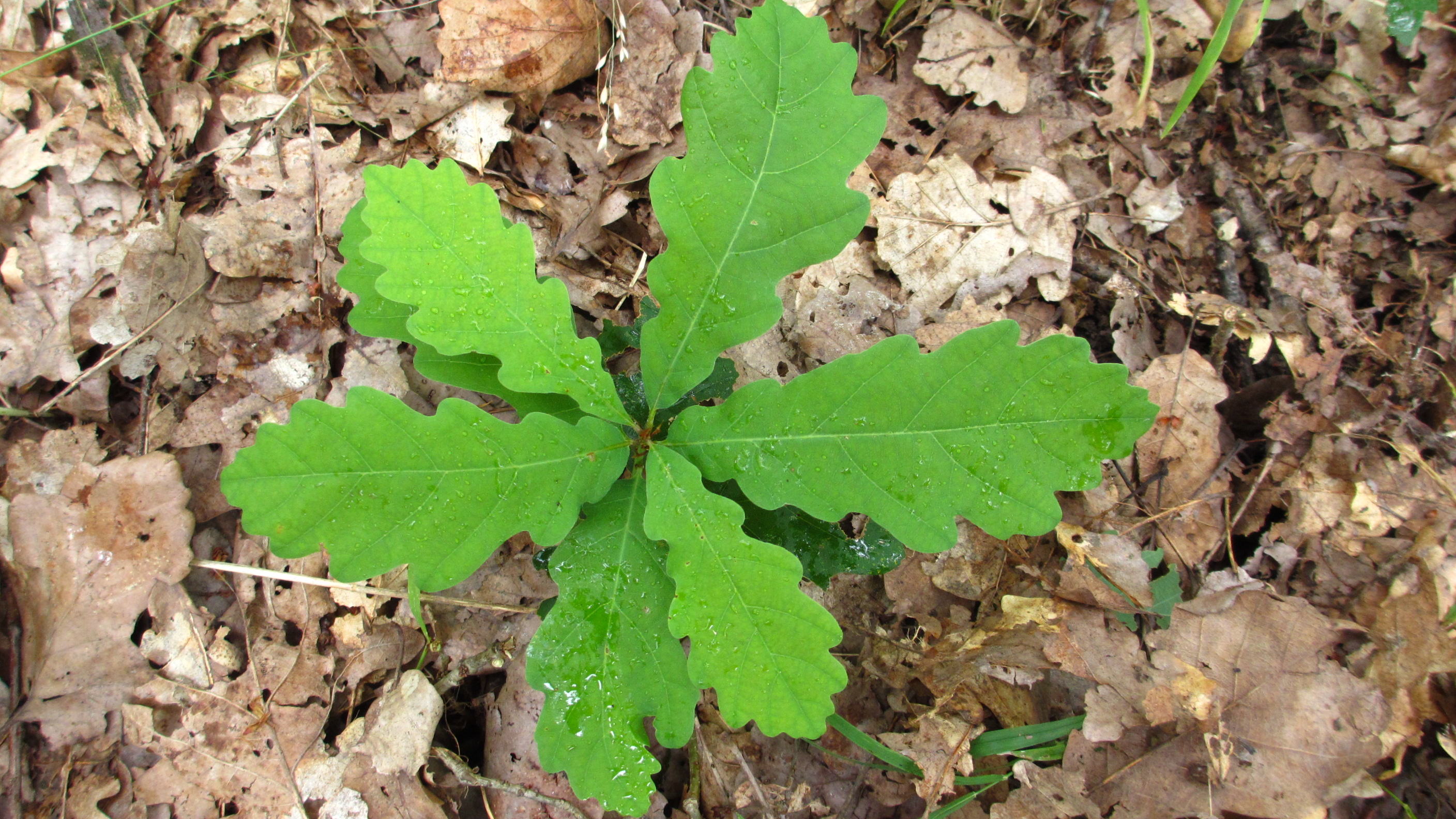 mlady jedinec duba | WebJET CMS