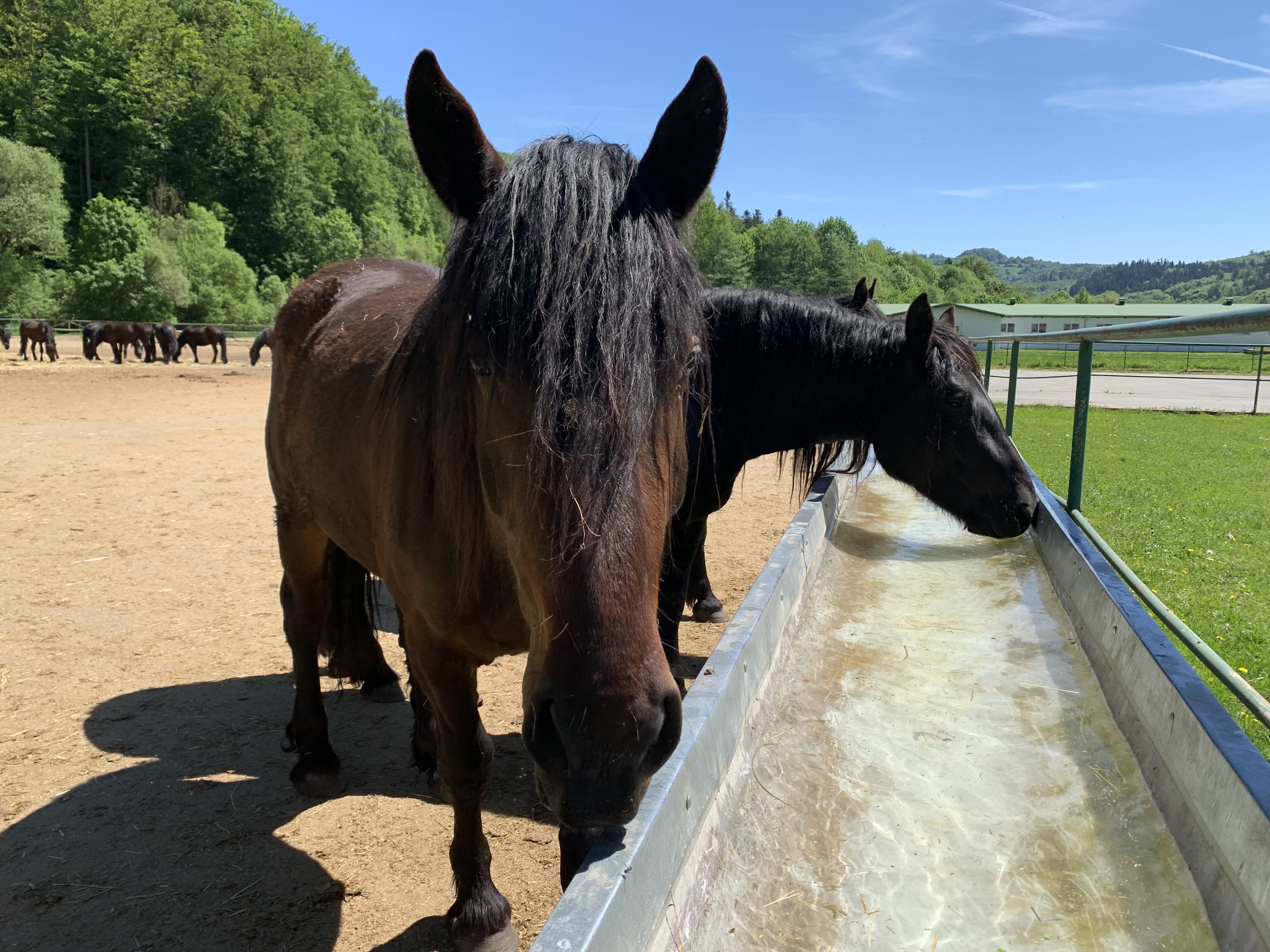 Norik muránsky Norik muránsky