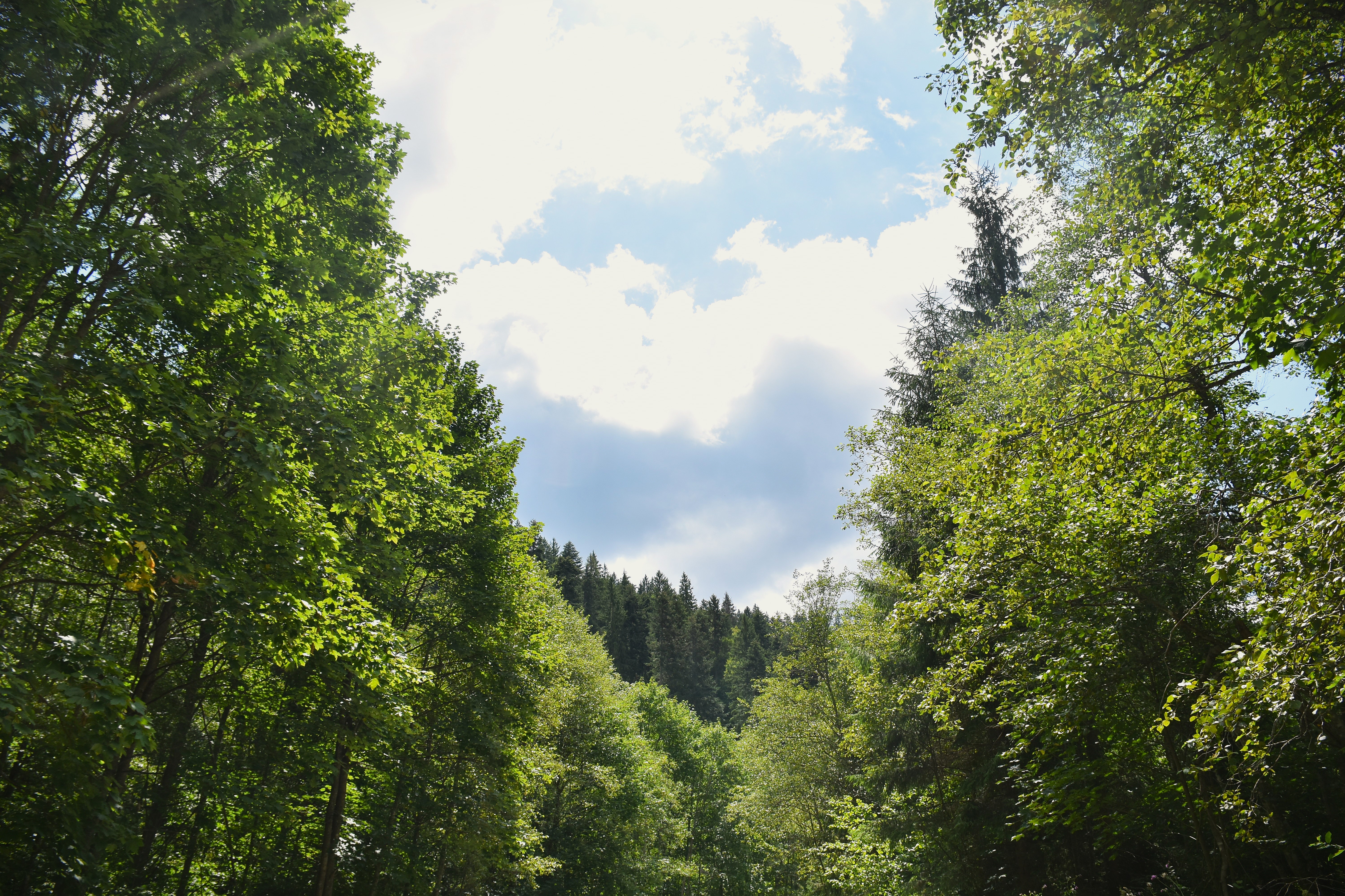 dsc 0293 | WebJET CMS FOTO LESY SR