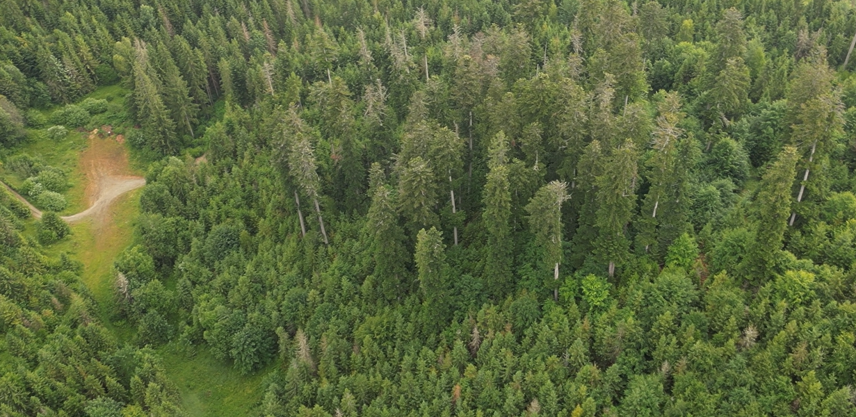 suché jedle, lokalita Michalová