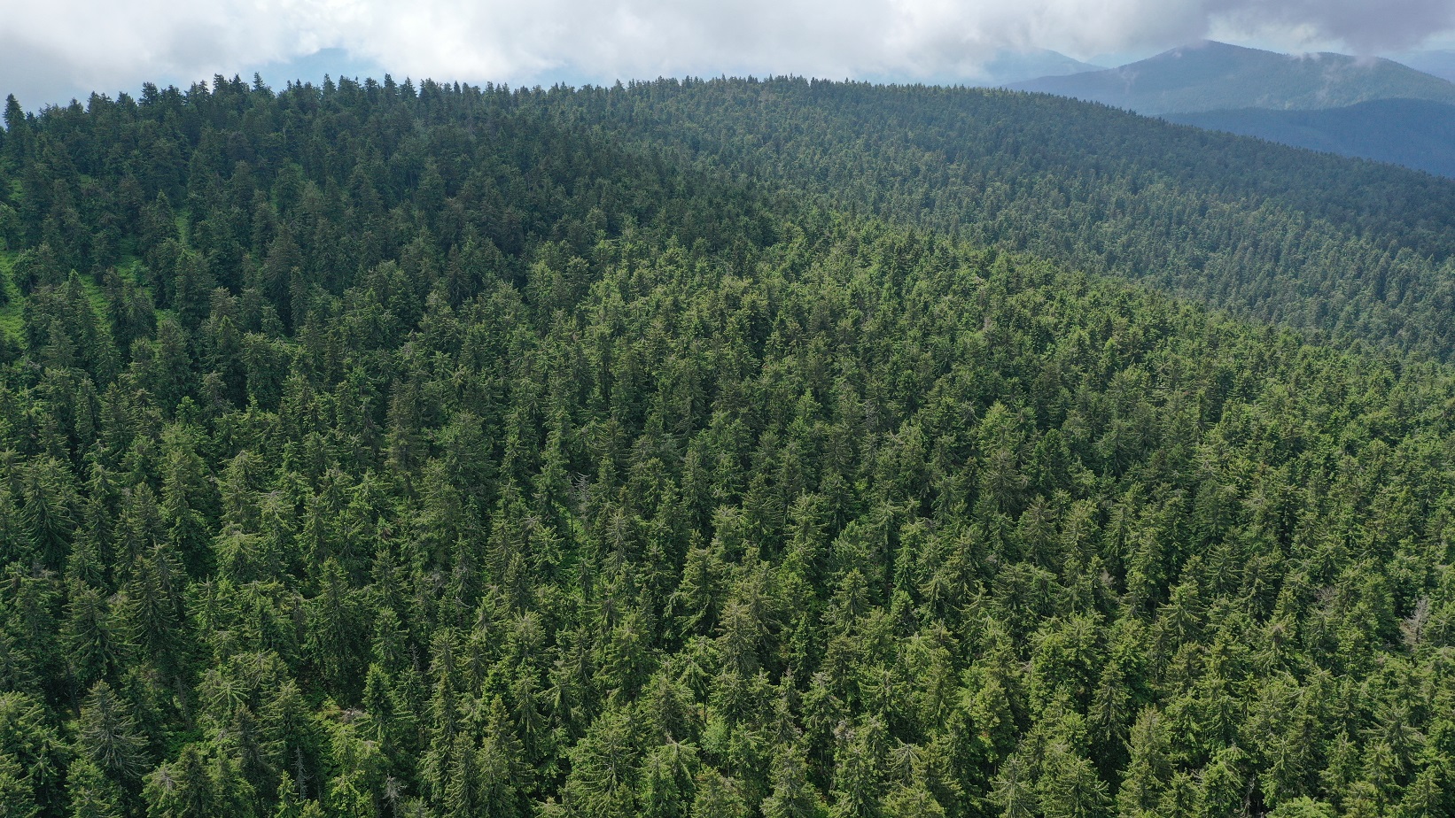 pbhl orava dendys | WebJET CMS