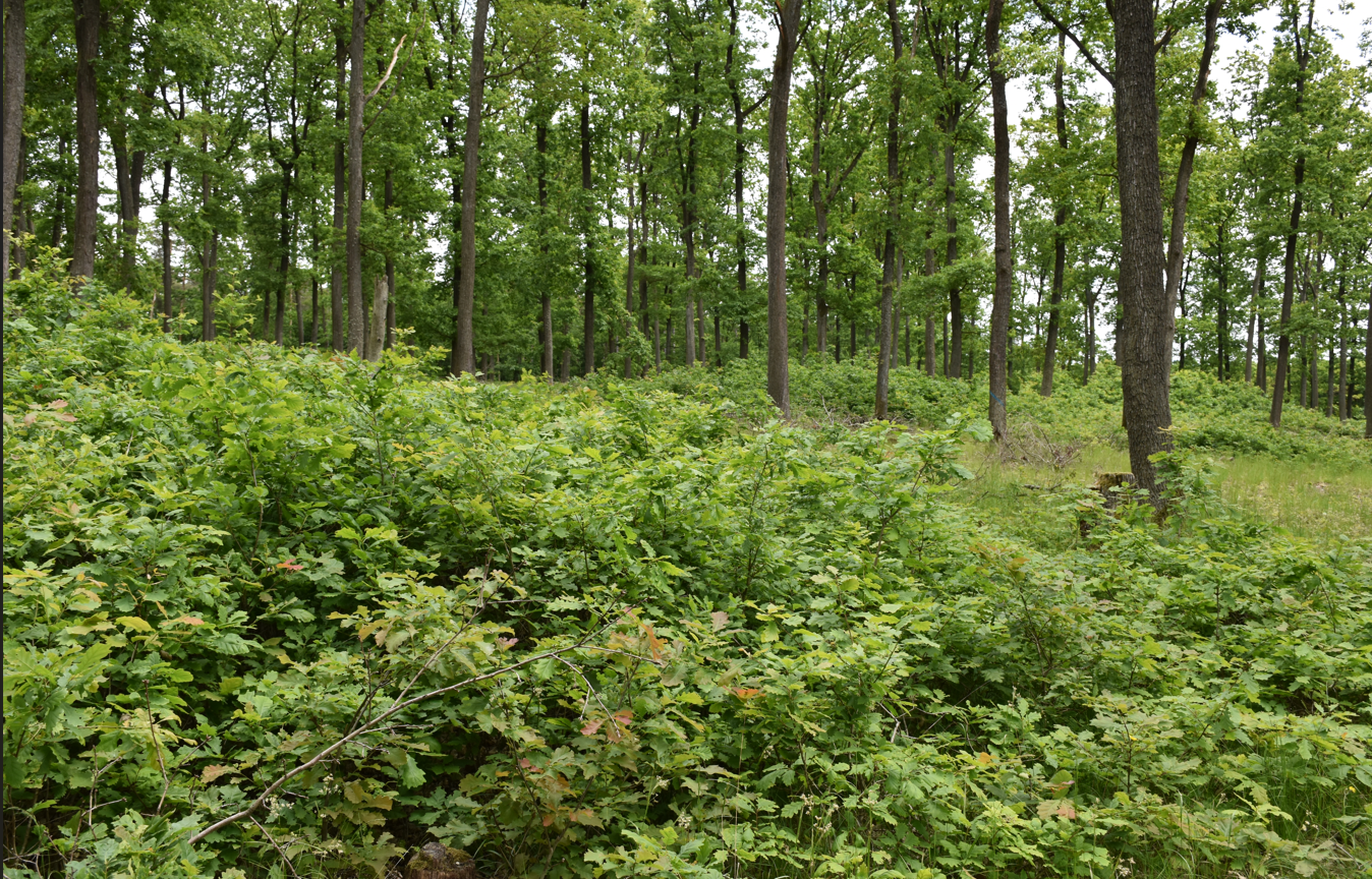 prebierkovy les | WebJET CMS prebierkový les