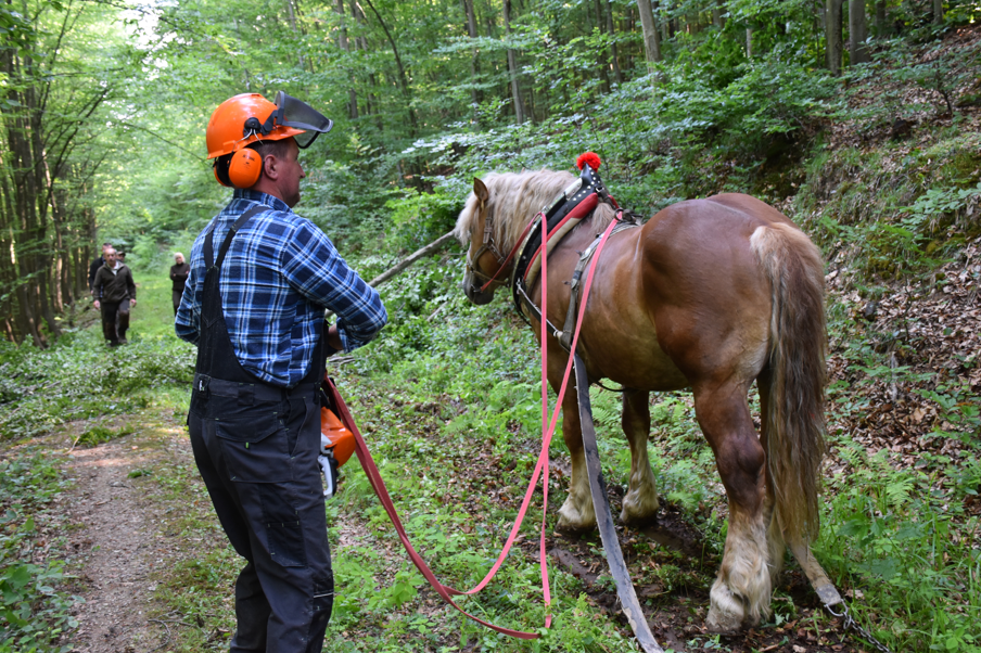 snimka obrazovky 2025 07 15 071332 | WebJET CMS ťažba s koňmi