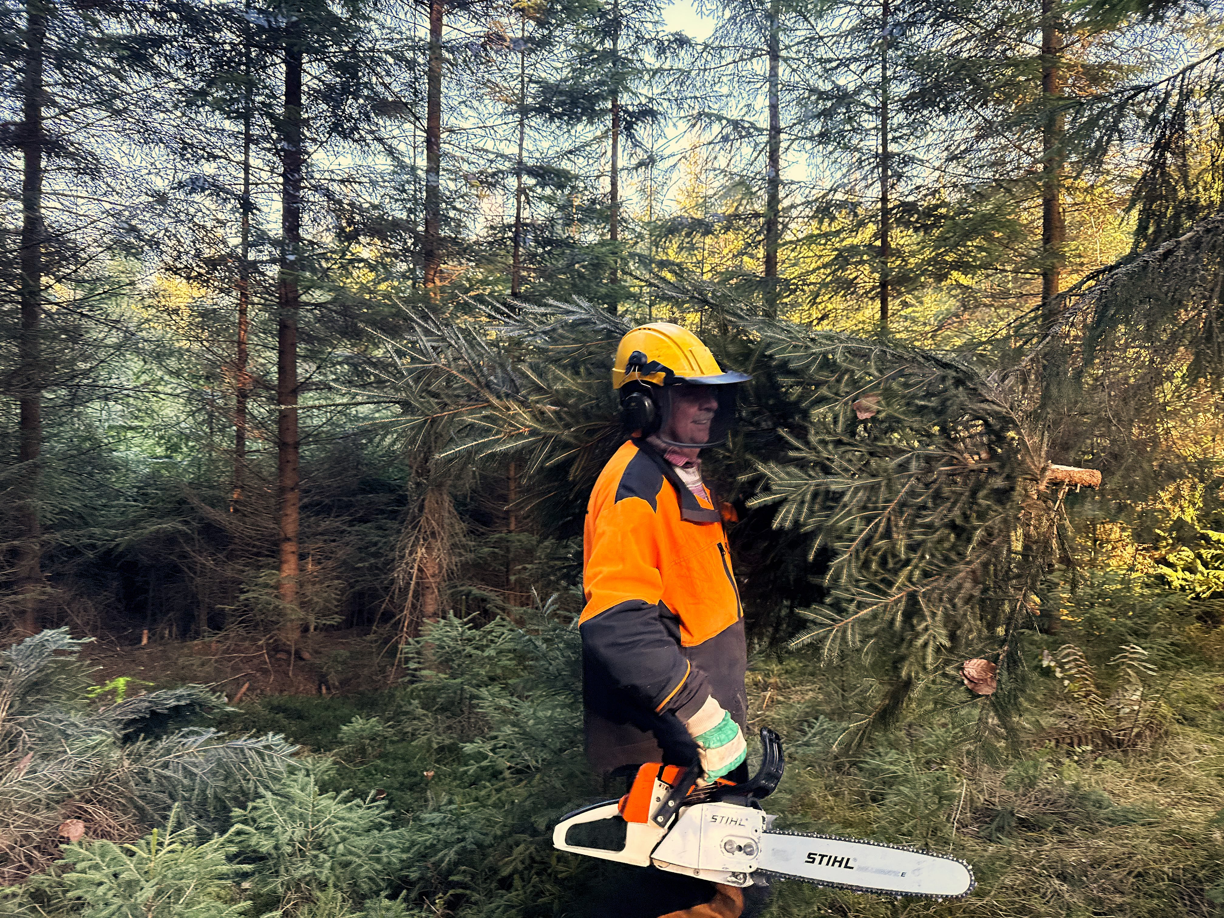 prerezavky ilustrak | WebJET CMS vianočné stromčeky z prerezávok