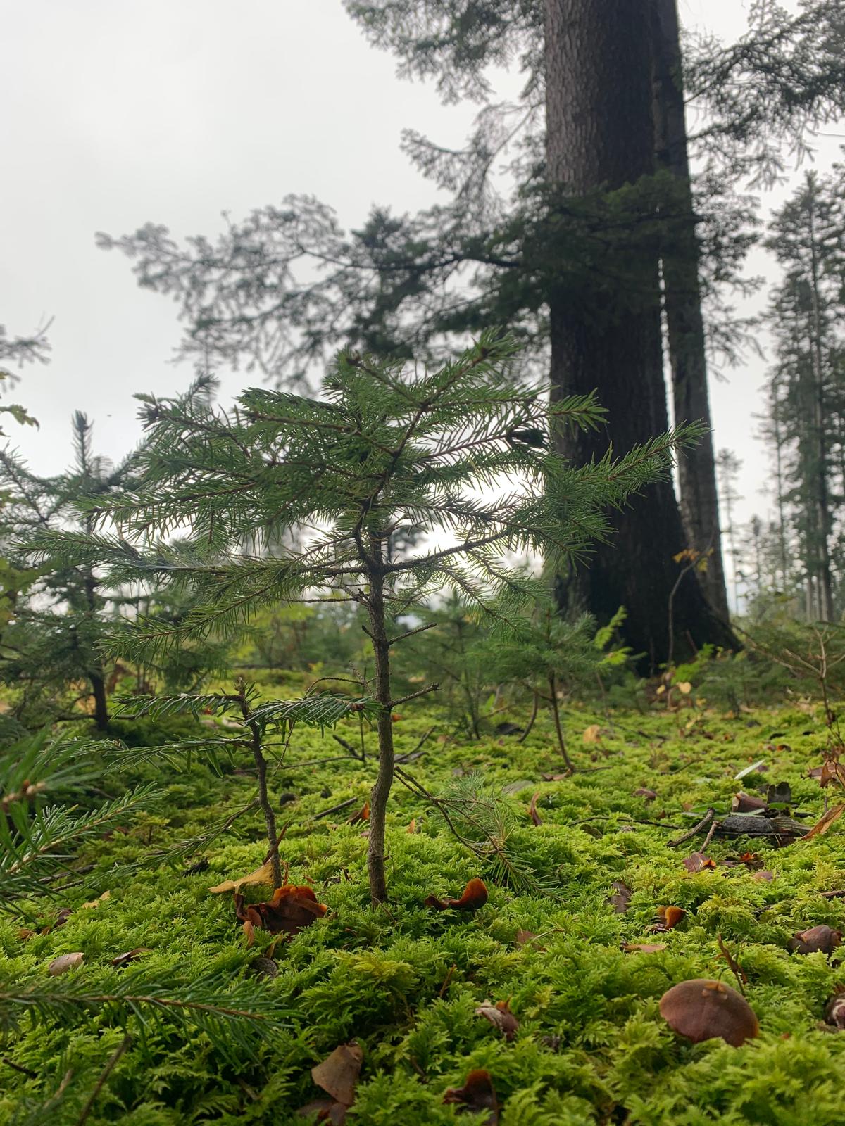 Prirodzené zmladenie Prirodzené zmladenie