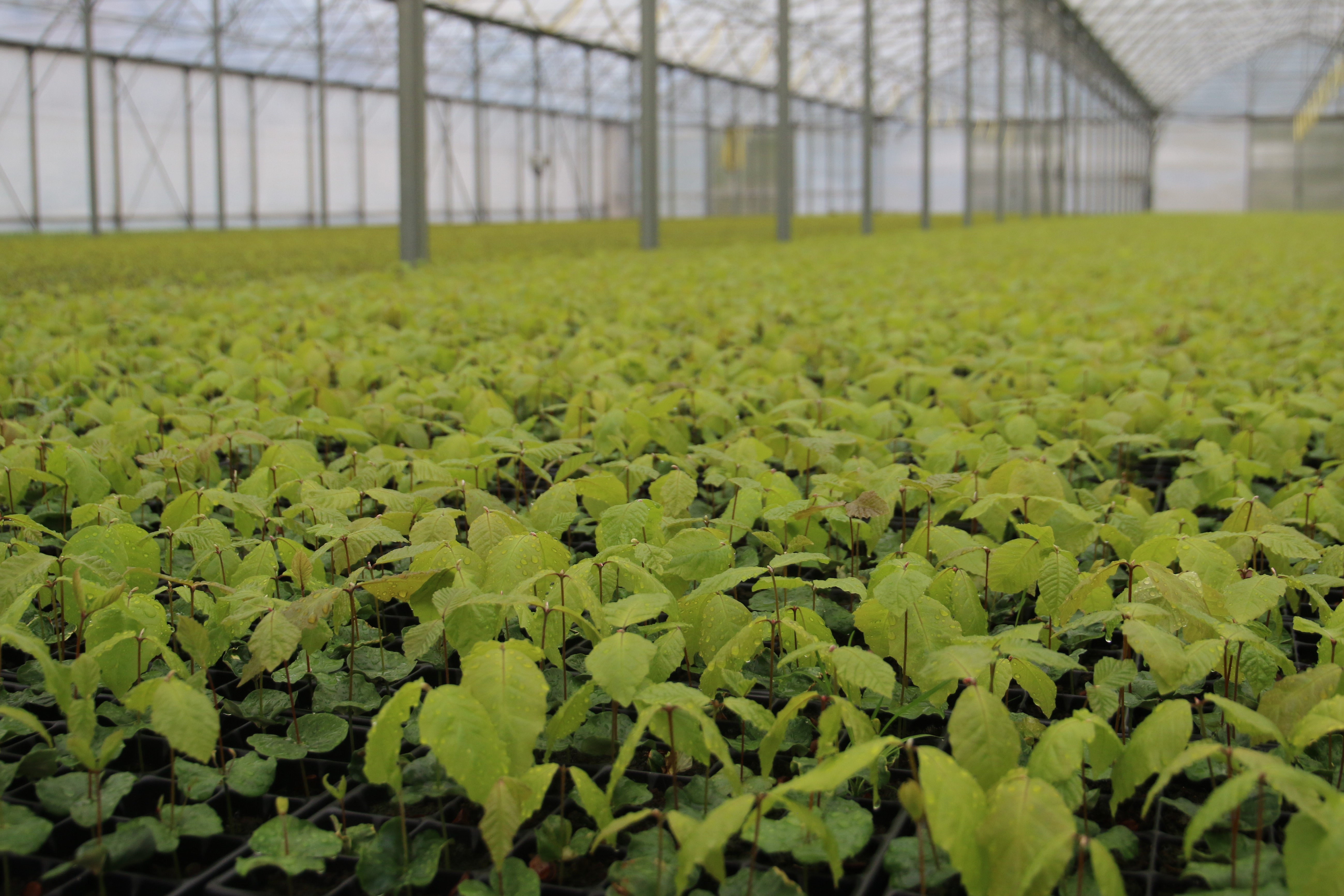 OZ Semenoles OZ Semenoles