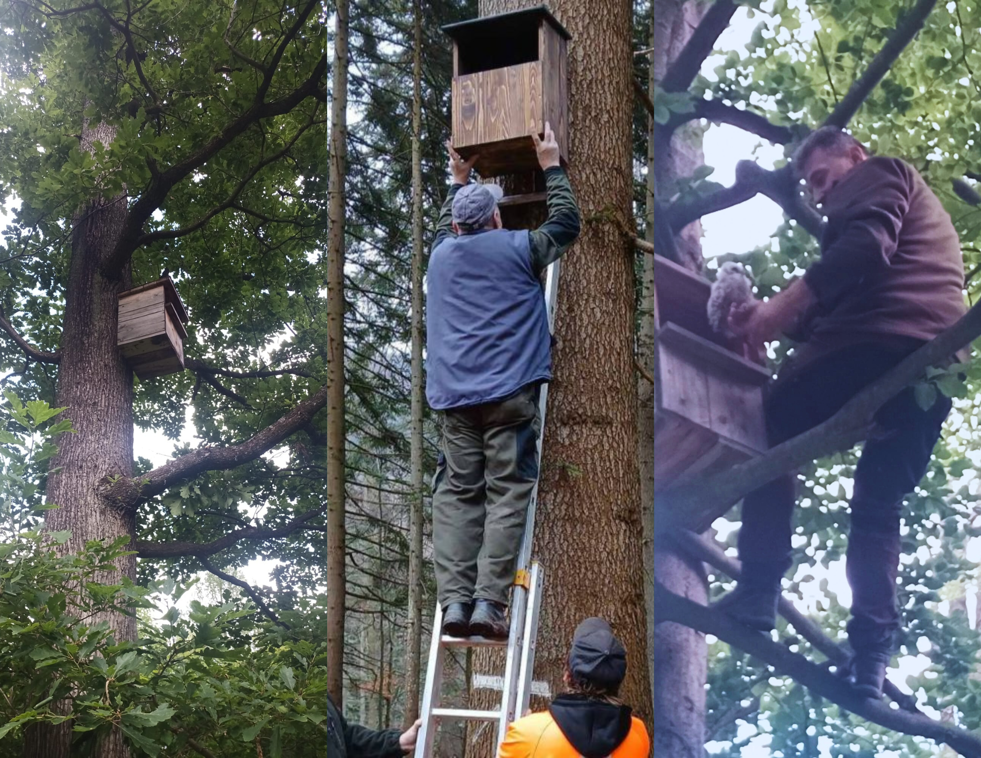 sova | WebJET CMS Sovy chránia LESY SR