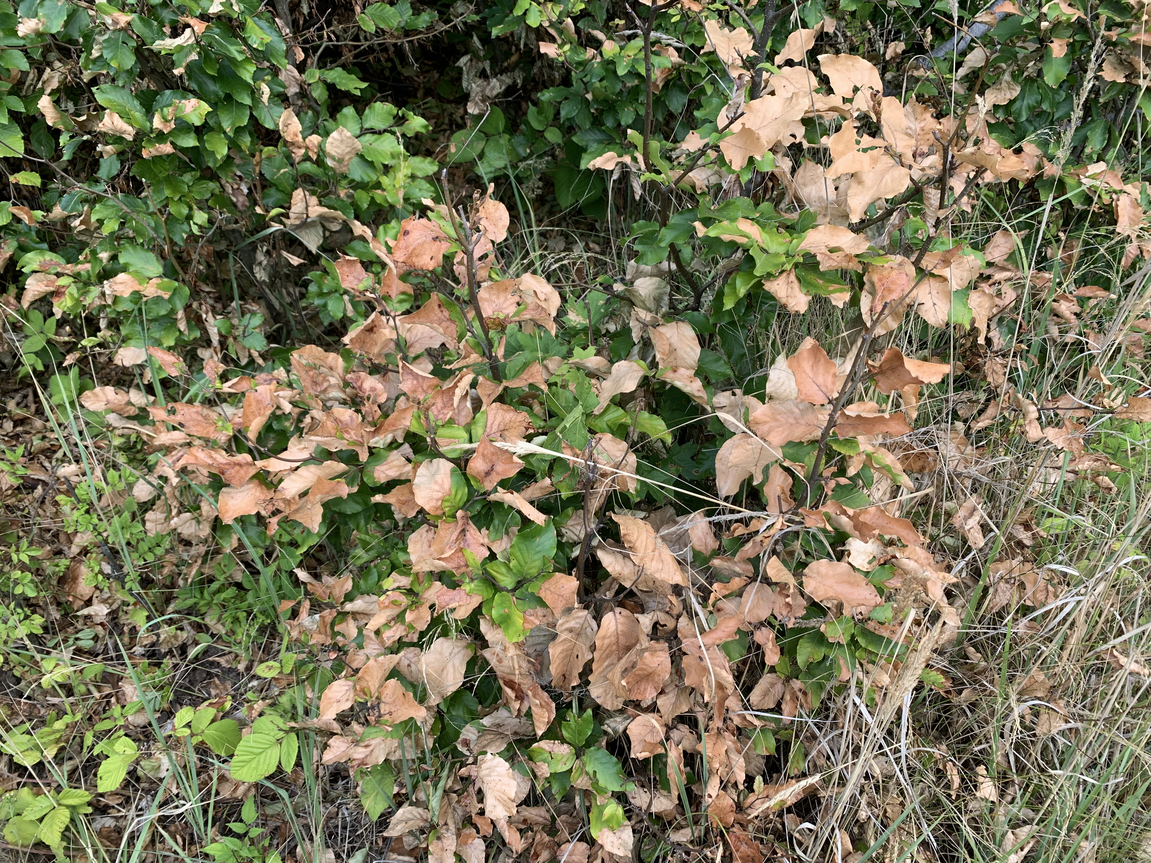 sucho 2022 sucho 2022