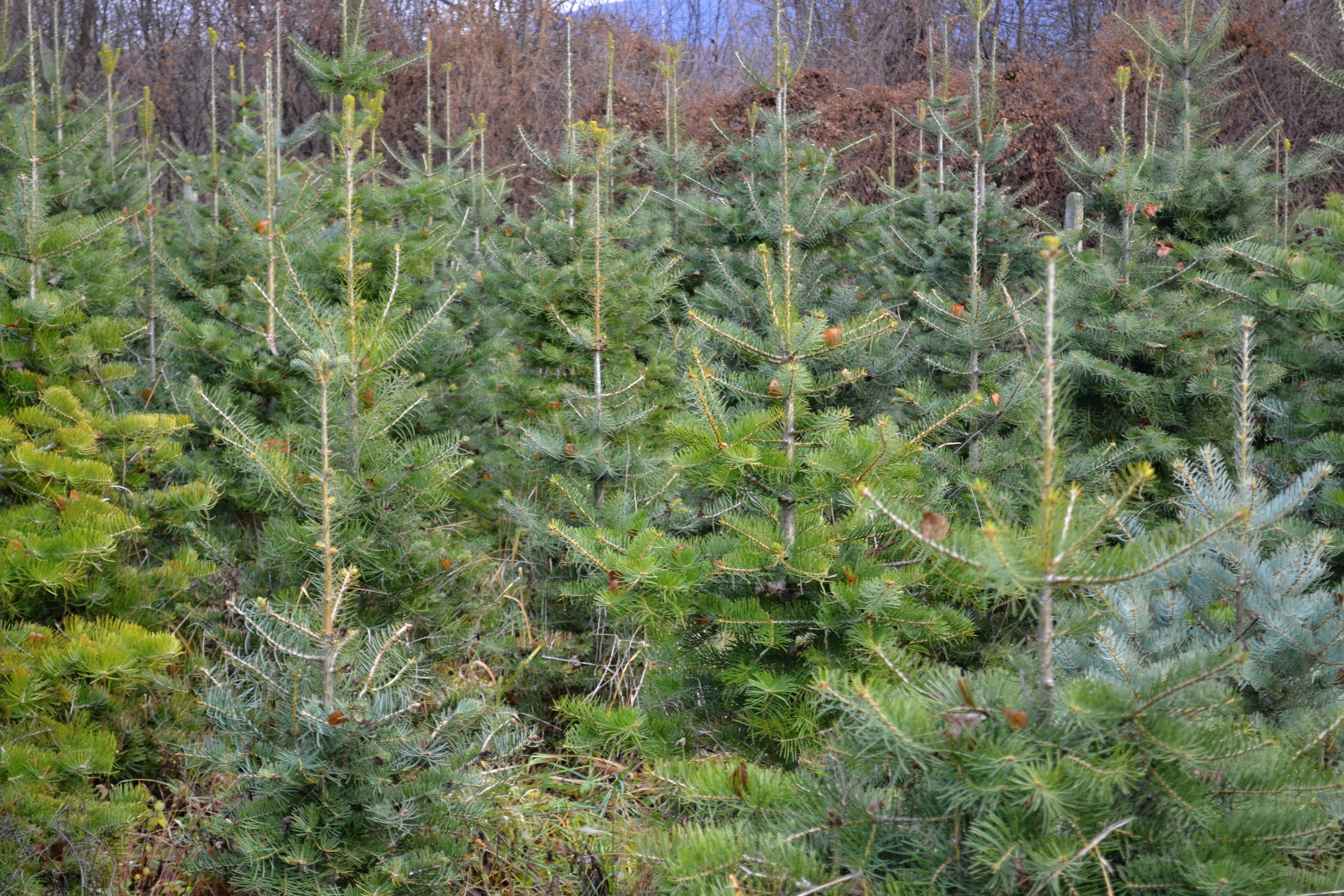 vianočné stromčeky vianočné stromčeky