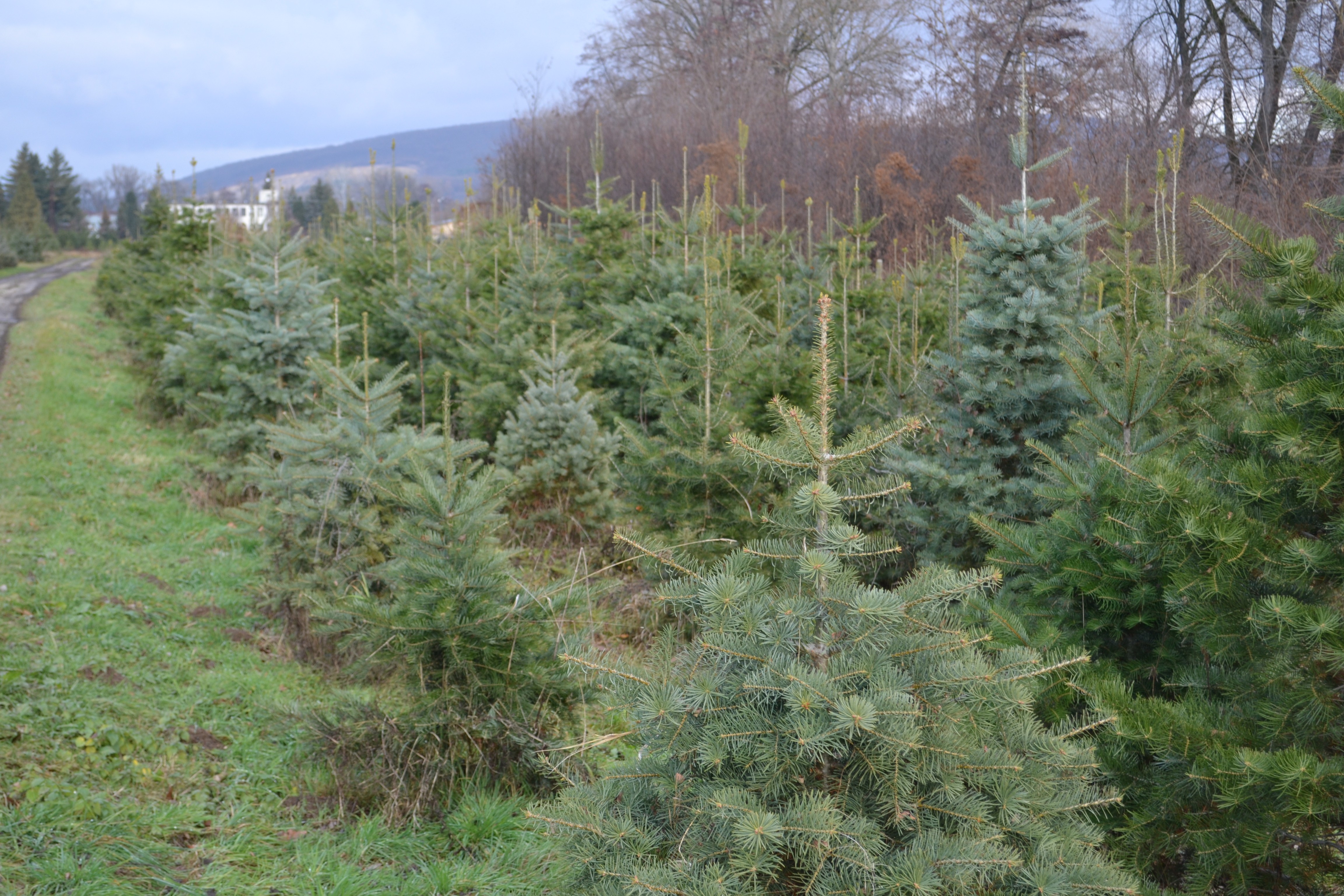 vianočné stromčeky vianočné stromčeky