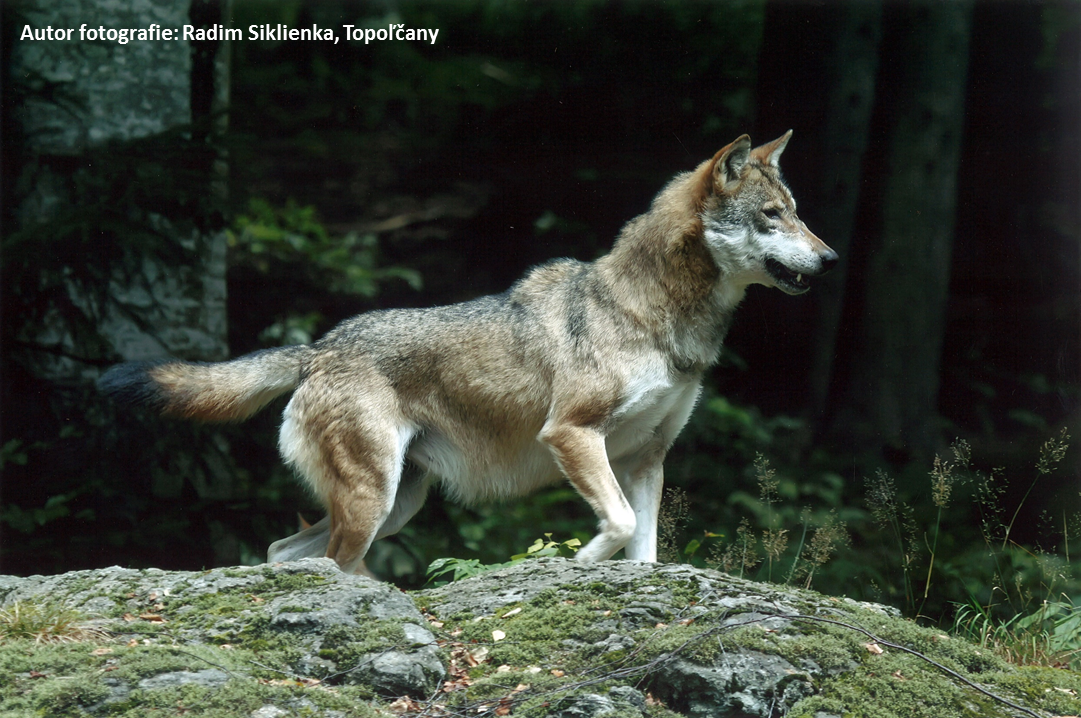 vlk png na web | WebJET CMS