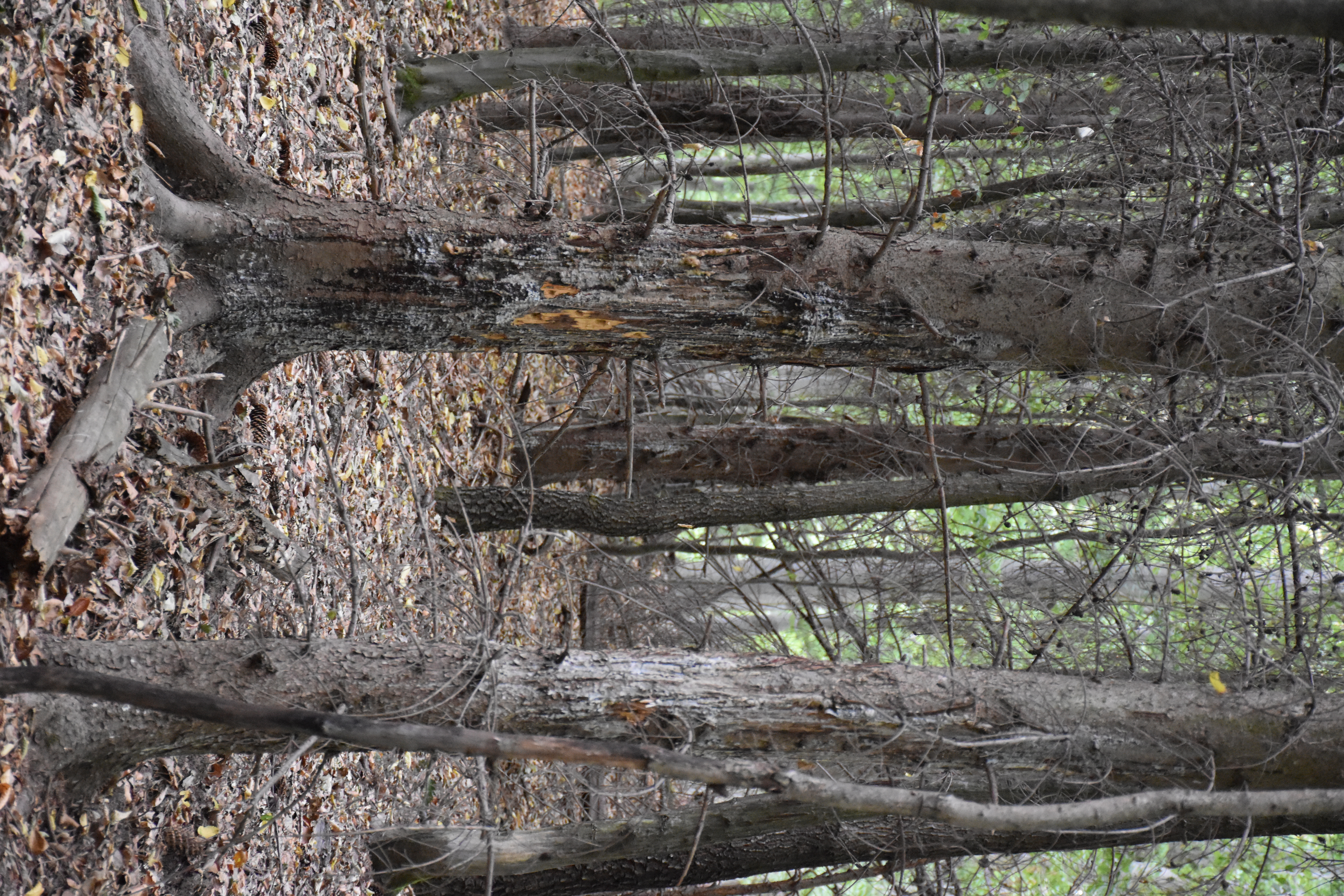 dsc 0471 | WebJET CMS škody zverou