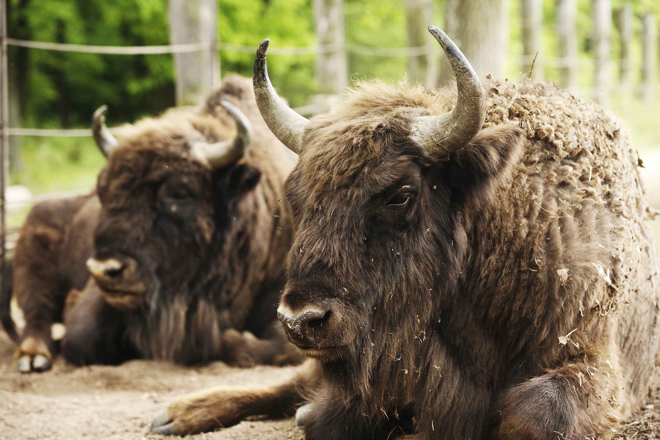 Zubria zvernica Zubria zvernica