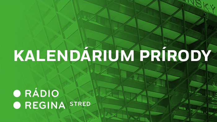 Ilustračná fotografia: prevzaté 6.2.2025 z oficiálnej stránky STVR Ilustračná fotografia: prevzaté 6.2.2025 z oficiálnej stránky STVR