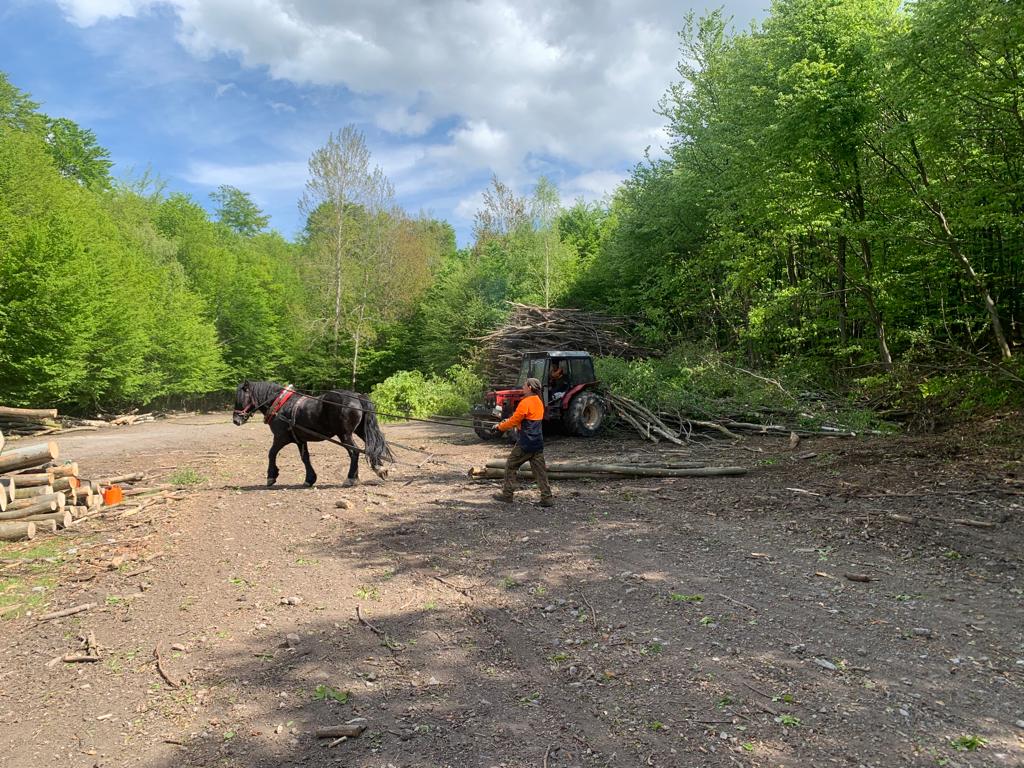 kone v lesoch kone v lesoch