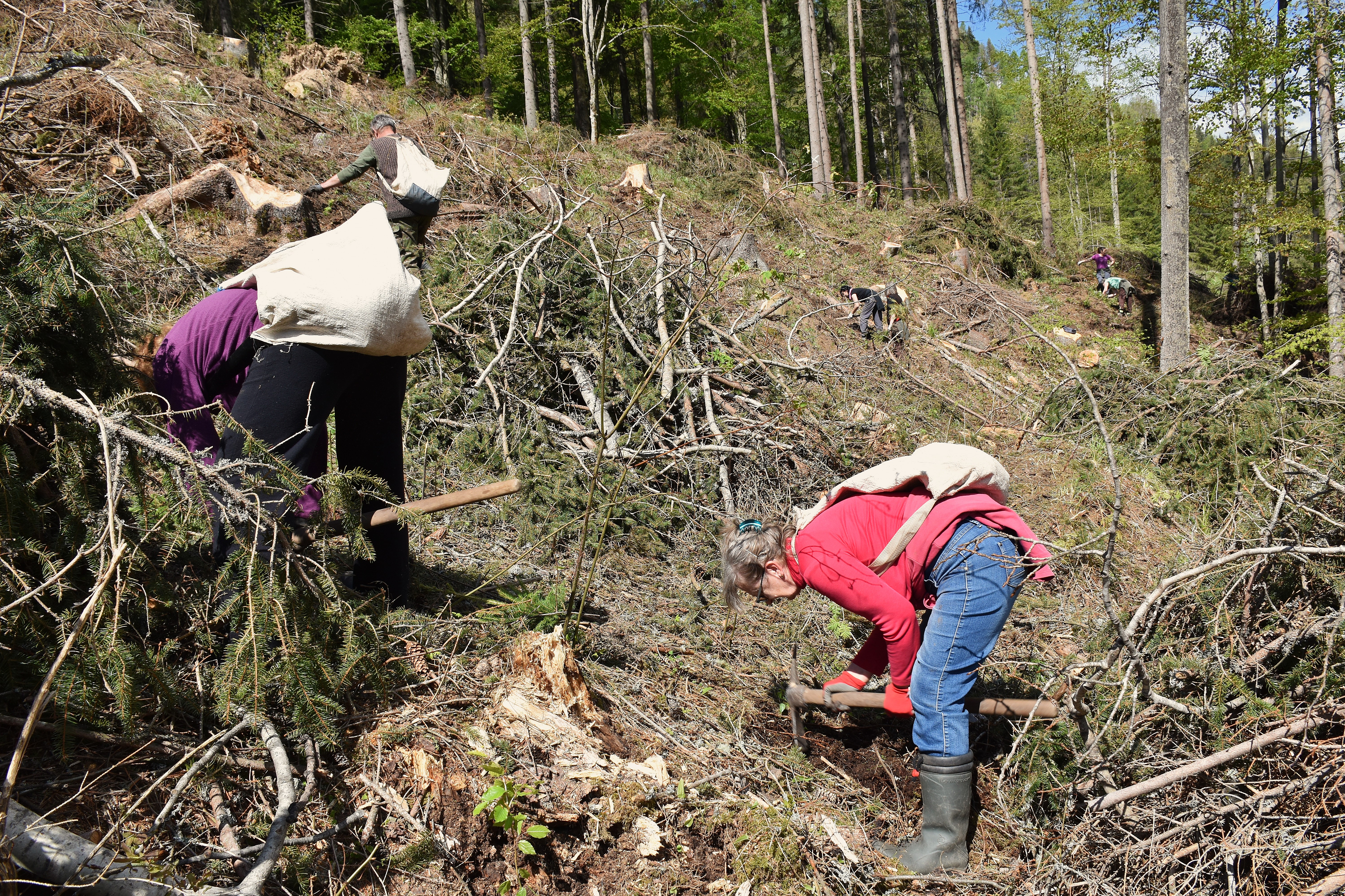 lsr dorobnik 3 | WebJET CMS Dorobník - zalesňovanie 2025