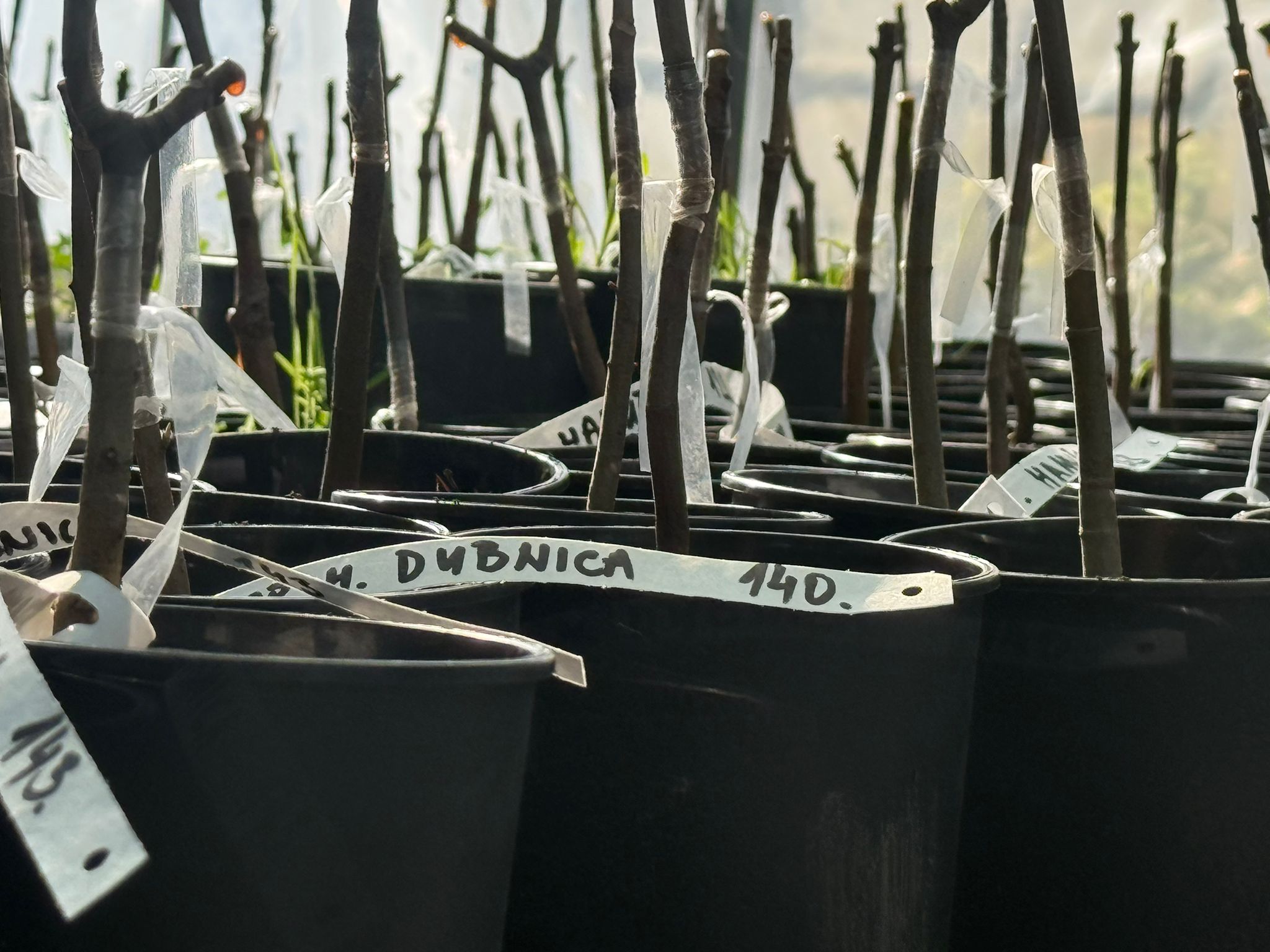 vruble javora v črepníkoch 