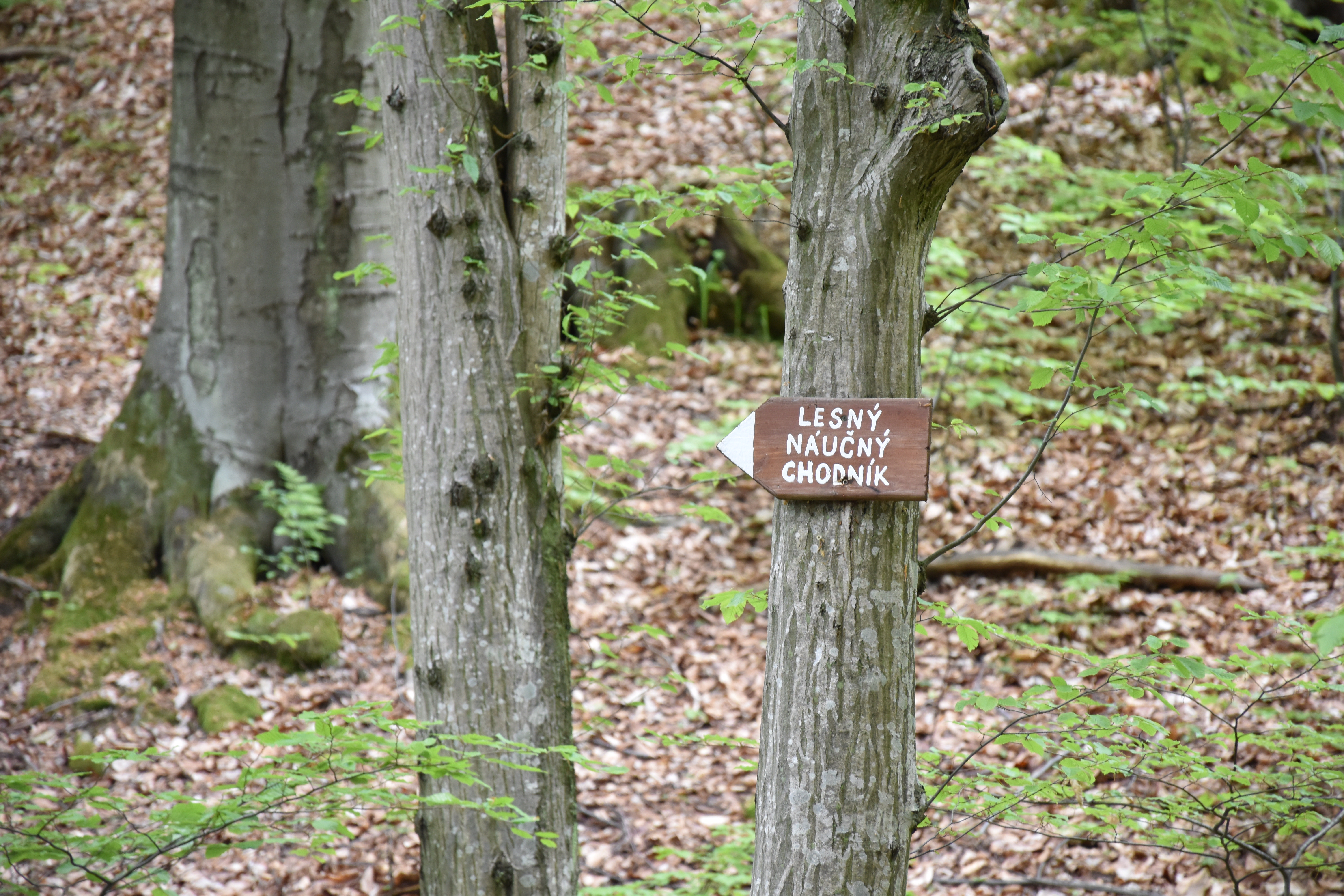 dsc 0010 | WebJET CMS Náučný chodník Sigord