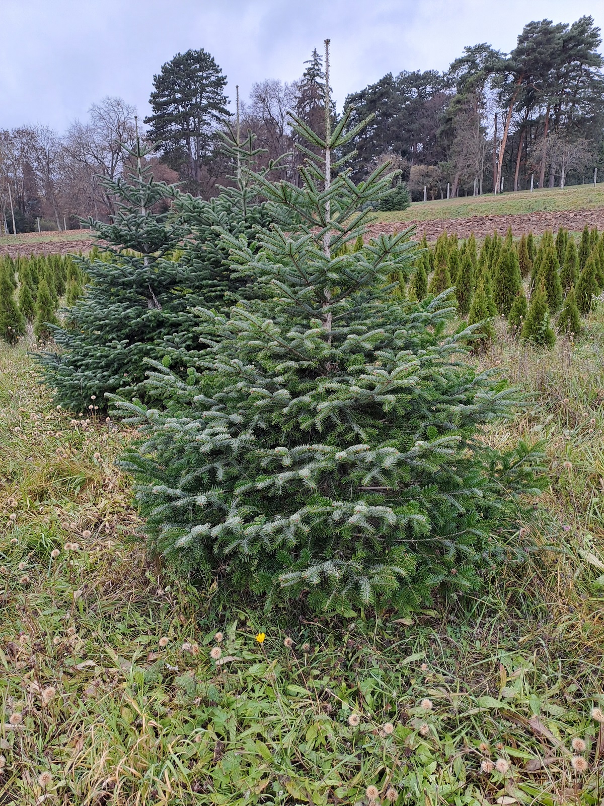 vianočné stromčeky vianočné stromčeky