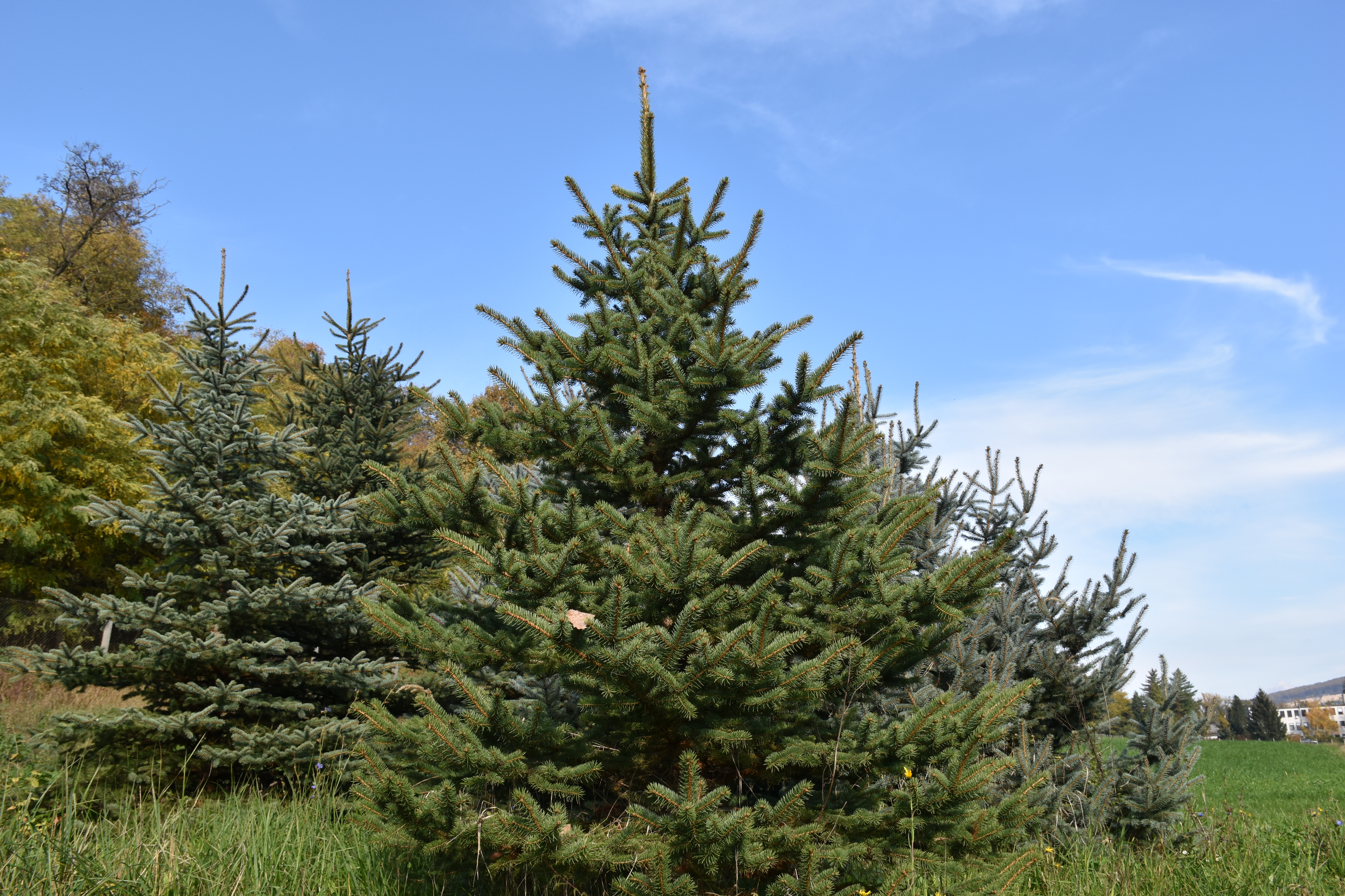 vianočné stromčeky vianočné stromčeky