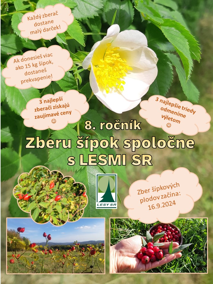 Zber šípok spoločne s LESMI SR 2024 - plagát Zber šípok spoločne s LESMI SR 2024 - plagát