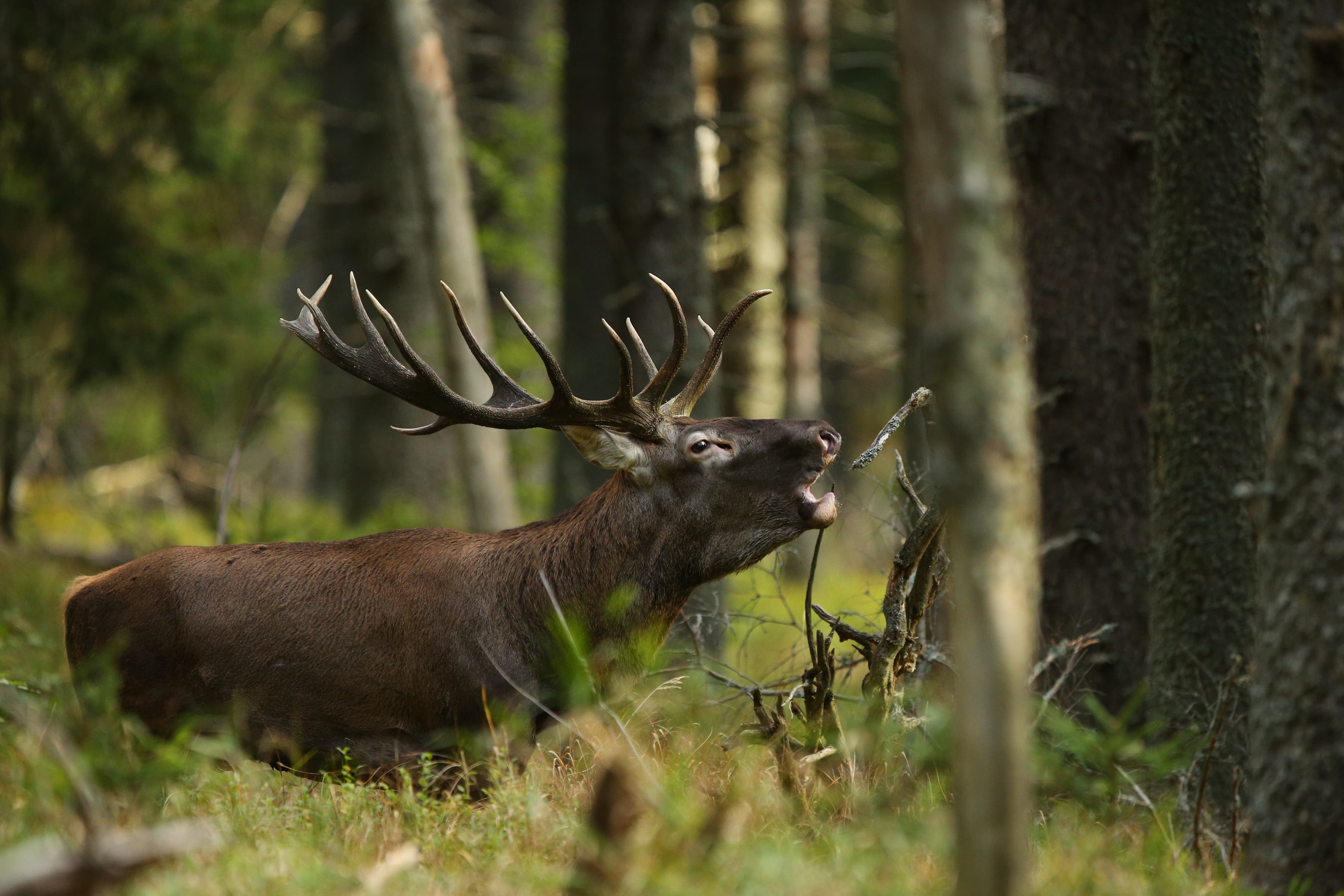 jeleň lesný jeleň lesný