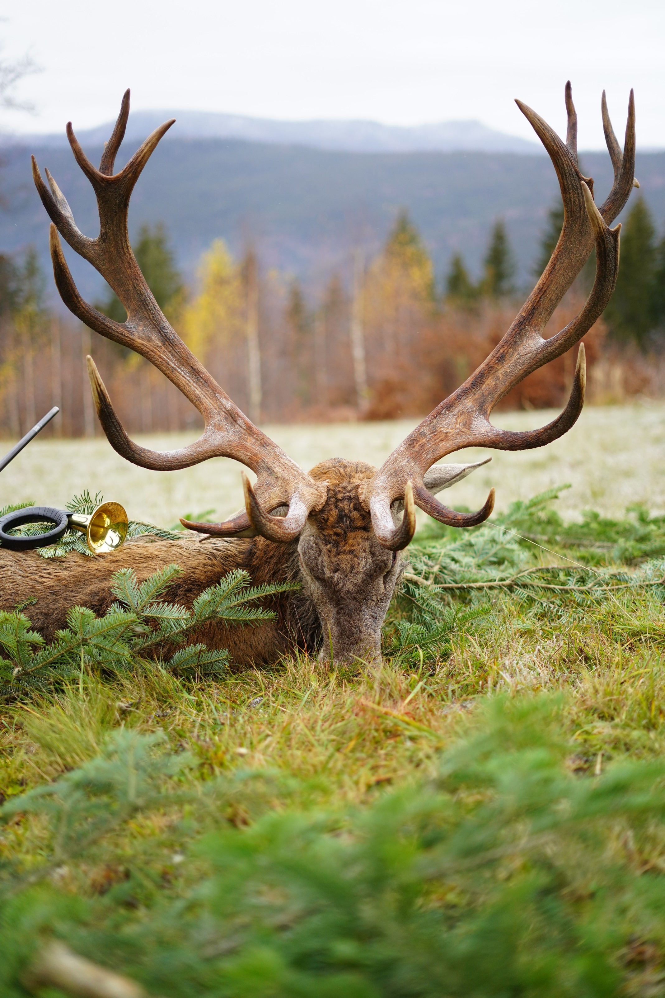 národný rekord - jeleň lesný národný rekord - jeleň lesný