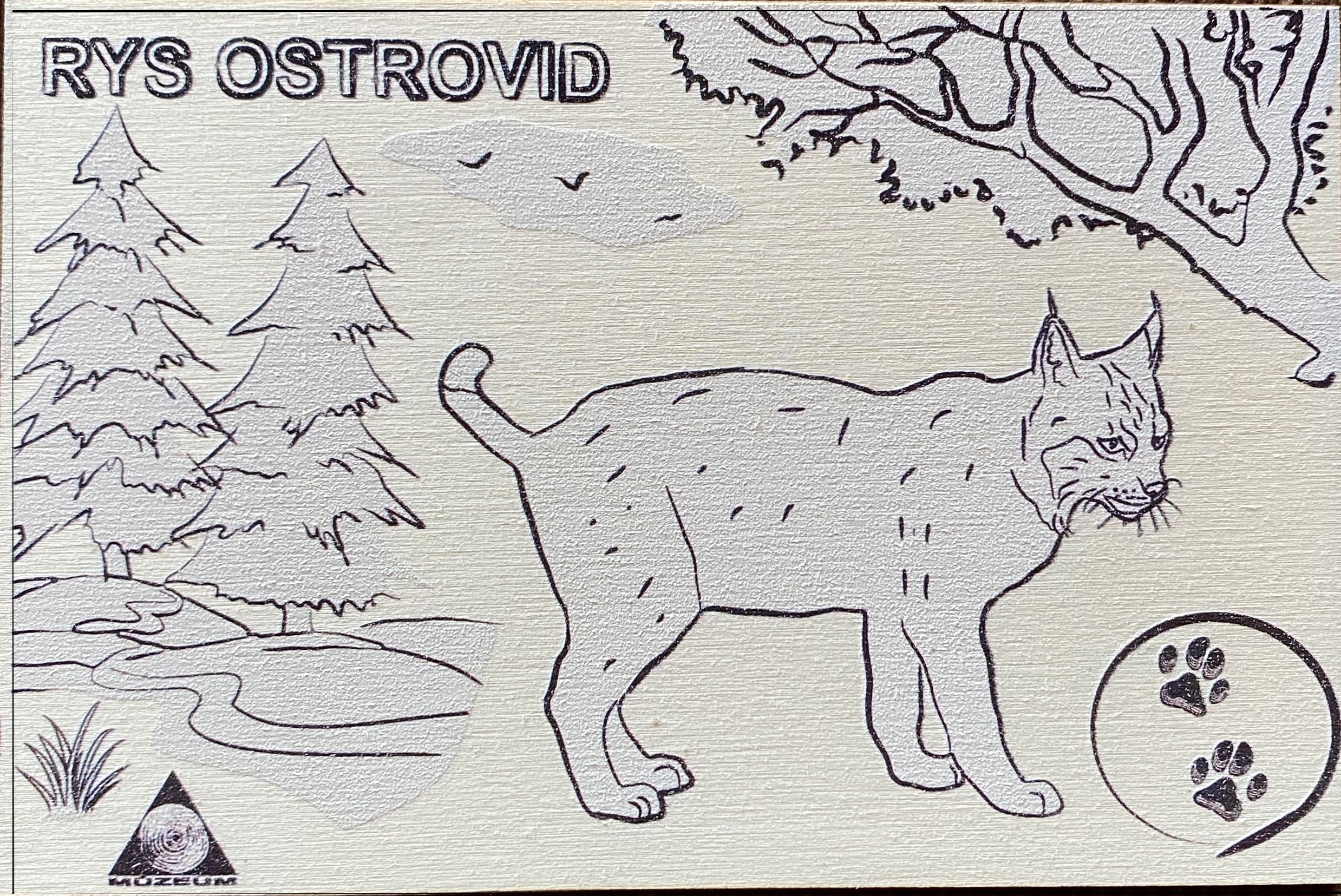 omalovanka rys | WebJET CMS